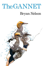 The Gannet By Bryan Nelson