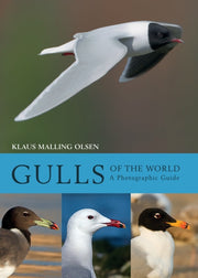 Gulls Of The World A Photographic Guide
