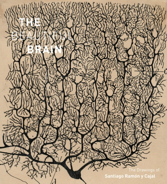 Beautiful Brain/santiago Ramon Y Cajal