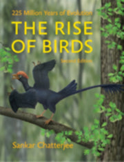 Rise Of Birds