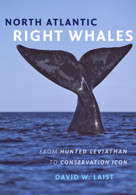 North Atlantic Right Whales From Hunted