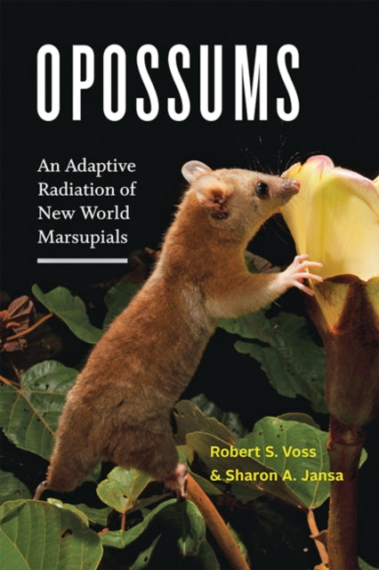 Opossums: An Adaptive Radiation Of New