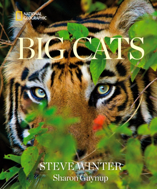 Big Cats By Winter, Steve