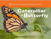 Caterpillar To Butterfly By Stewart, Melissa