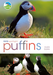 Puffins