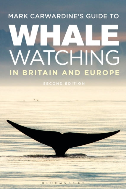 Whale Watching In Britain & Europe