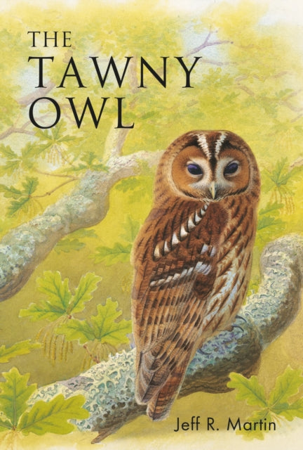 Tawny Owl