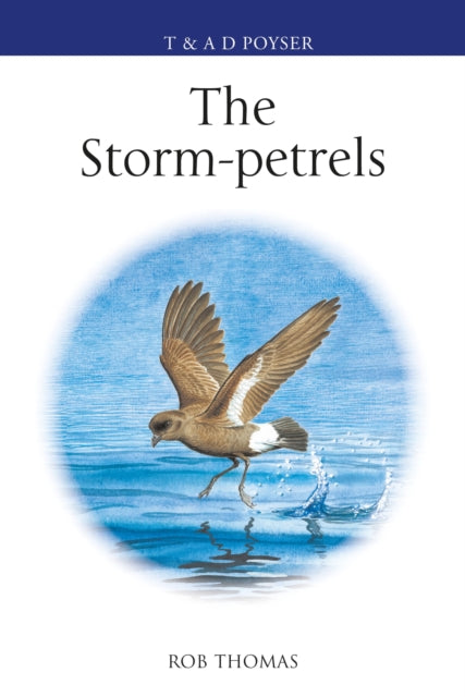Storm Petrels