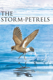 Storm Petrels