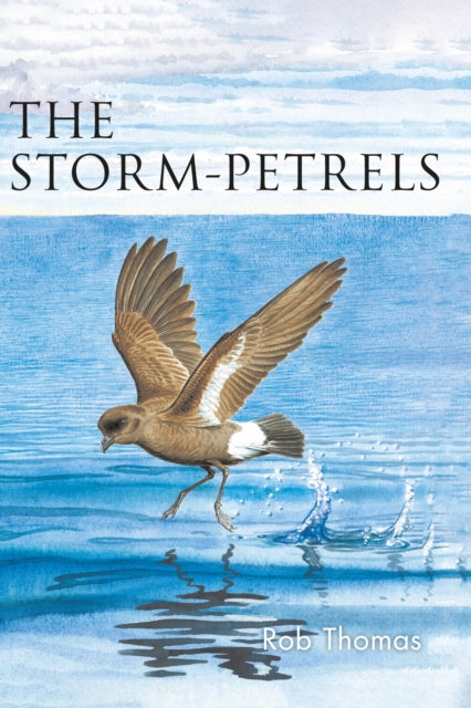 Storm Petrels
