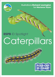 Rspb Id Spotlight Caterpillars