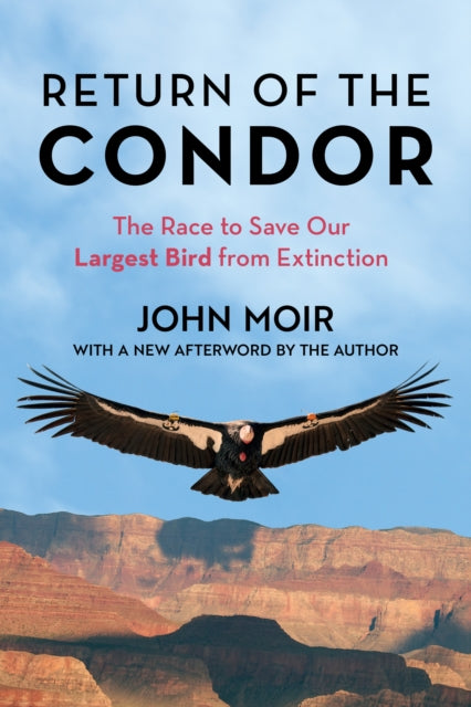 Return Of The Condor