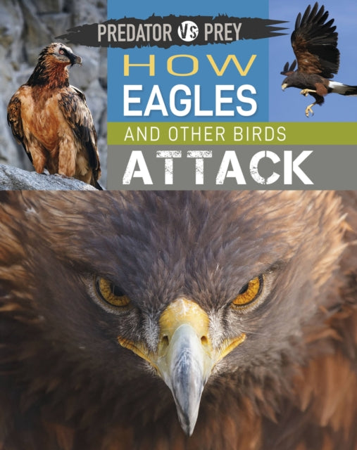 Predator Vs Prey How Eagles And Other