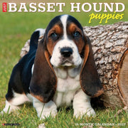 Basset Hound Puppies 2027 Wall By Willow Creek Press