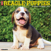 Beagle Puppies 2027 Wall By Willow Creek Press