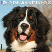 Bernese Mountain Dogs 2027 Wall By Willow Creek Press