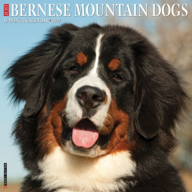 Bernese Mountain Dogs 2027 Wall By Willow Creek Press
