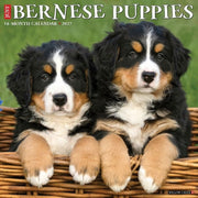 Bernese Mountain Puppies 2027 Wall By Willow Creek Press
