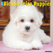 Bichon Frise Puppies 2027 Wall By Willow Creek Press