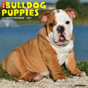 Bulldog Puppies 2027 Wall By Willow Creek Press