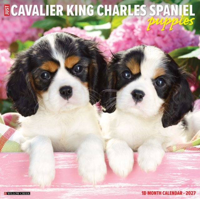 Cavalier King Charles Spaniel Puppies 20 By Willow Creek Press
