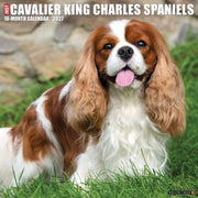 Cavalier King Charles Spaniels 2027 Wall By Willow Creek Press