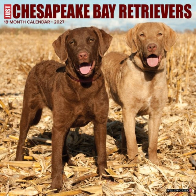 Chesapeake Bay Retrievers 2027 Wall By Willow Creek Press