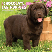 Chocolate Lab Puppies 2027 Wall By Willow Creek Press