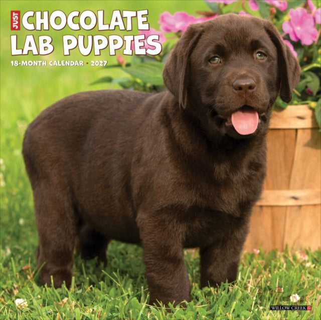 Chocolate Lab Puppies 2027 Wall By Willow Creek Press
