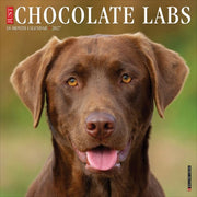 Chocolate Labs 2027 Wall By Willow Creek Press