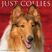 Collies 2027 Wall By Willow Creek Press