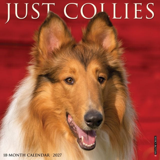 Collies 2027 Wall By Willow Creek Press