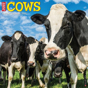 Cows 2027 Wall By Willow Creek Press