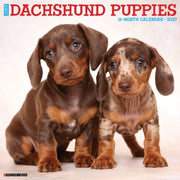 Dachshund Puppies 2027 Wall By Willow Creek Press