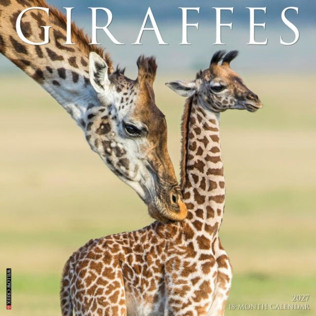 Giraffes 2027 Wall By Willow Creek Press