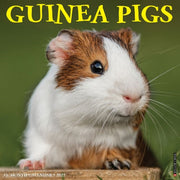 Guinea Pigs 2027 Wall By Willow Creek Press