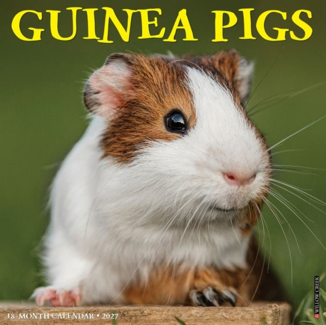 Guinea Pigs 2027 Wall By Willow Creek Press
