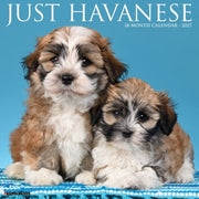 Havanese 2027 Wall By Willow Creek Press