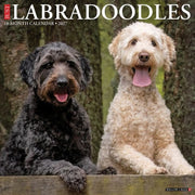 Labradoodles 2027 Wall By Willow Creek Press