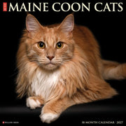 Maine Coon Cats 2027 Wall By Willow Creek Press