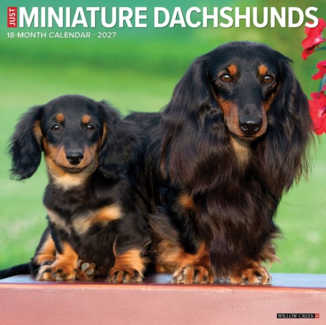 Miniature Dachshunds 2027 Wall By Willow Creek Press