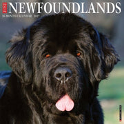 Newfoundlands 2027 Wall By Willow Creek Press