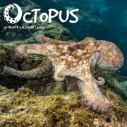 Octopus 2027 Wall By Willow Creek Press