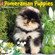 Pomeranian Puppies 2027 Wall By Willow Creek Press