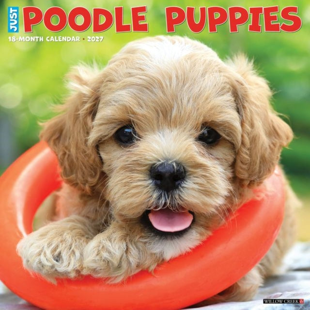 Poodle Puppies 2027 Wall By Willow Creek Press