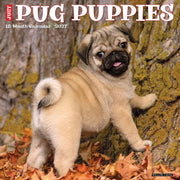 Pug Puppies 2027 Wall By Willow Creek Press