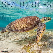 Sea Turtles 2027 Wall By Willow Creek Press