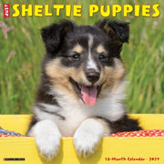 Sheltie Puppies 2027 Wall By Willow Creek Press