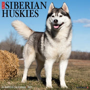 Siberian Huskies 2027 Wall By Willow Creek Press