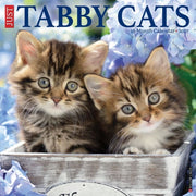 Tabby Cats 2027 Wall By Willow Creek Press